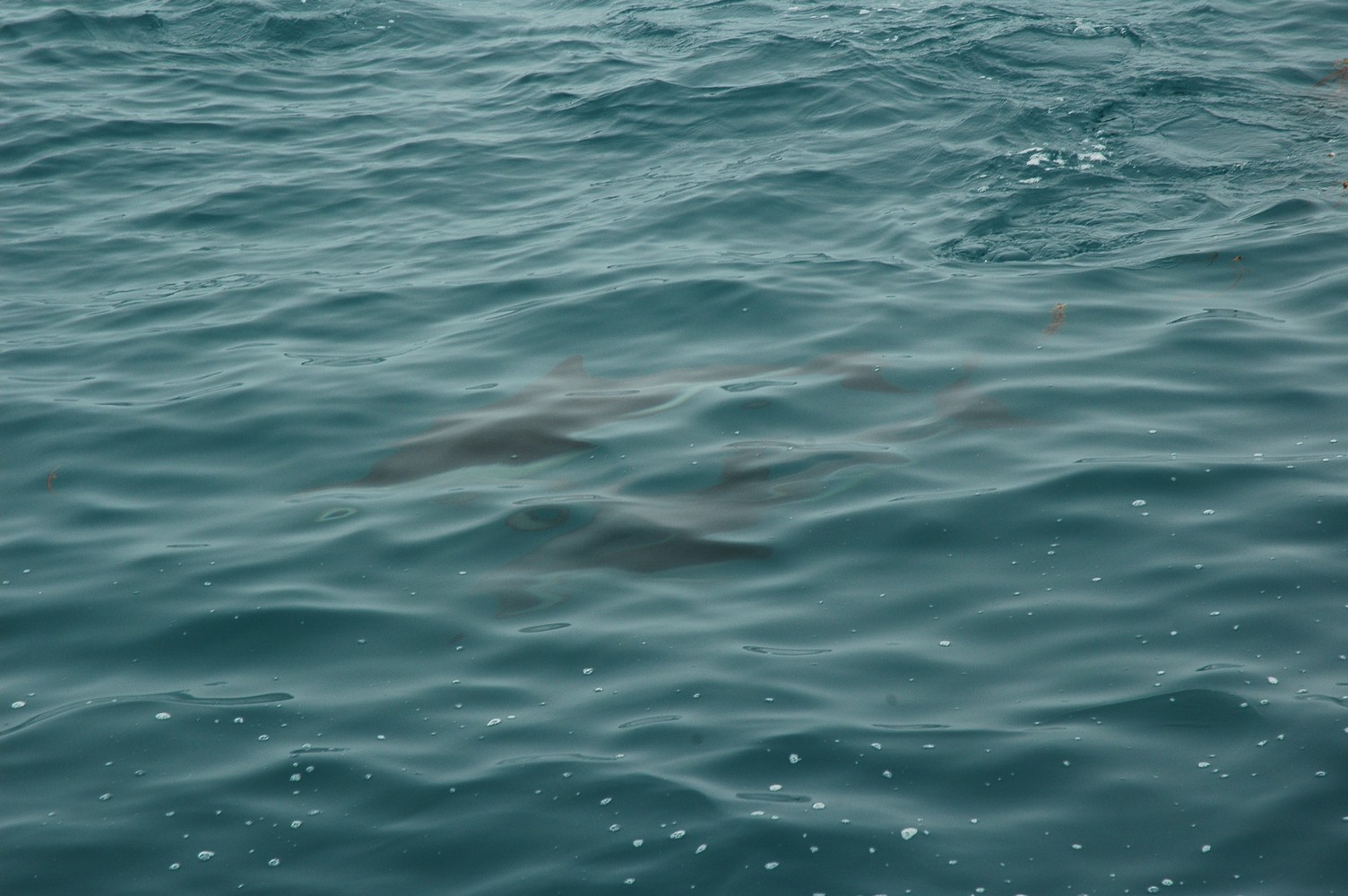 193   30 01   Kaikoura